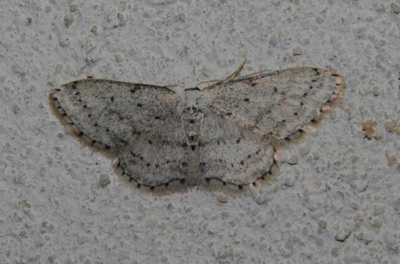 ID - Idaea seriata? - S